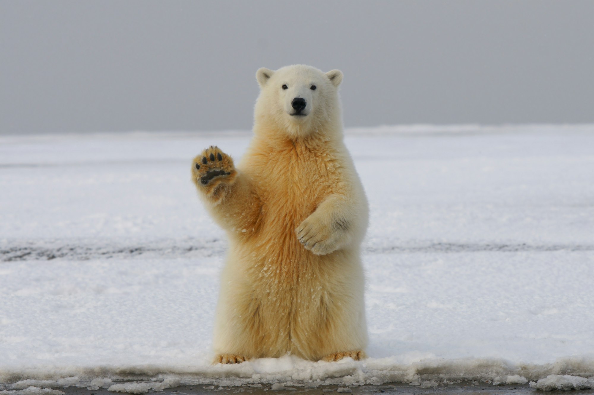 Are polar bears left-handed?